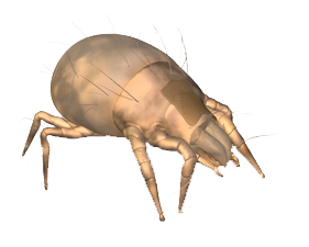 Dedetização de ácaro no Alto de Pinheiros