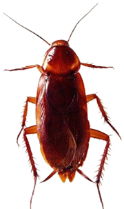 Dedetizadora de Baratas no Alto de Pinheiros Dedetizadora de Baratas no Alto de Pinheiros