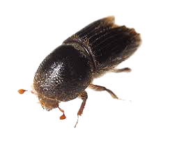 Dedetização de broca de madeira no Alto de Pinheiros