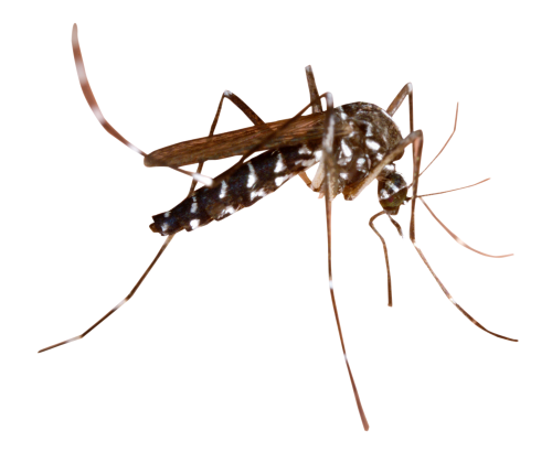 Dedetização de mosquito da dengue na Água Branca