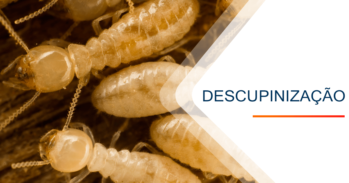 Extermínio de Cupins