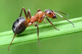 Dedetização de formiga no Tucuruvi