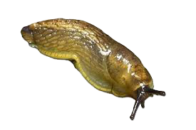 Dedetização de lesmas no Alto de Pinheiros