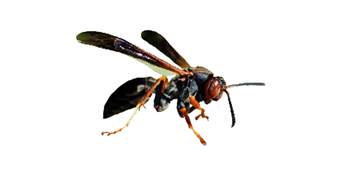 Dedetização de marimbondo no Alto de Pinheiros