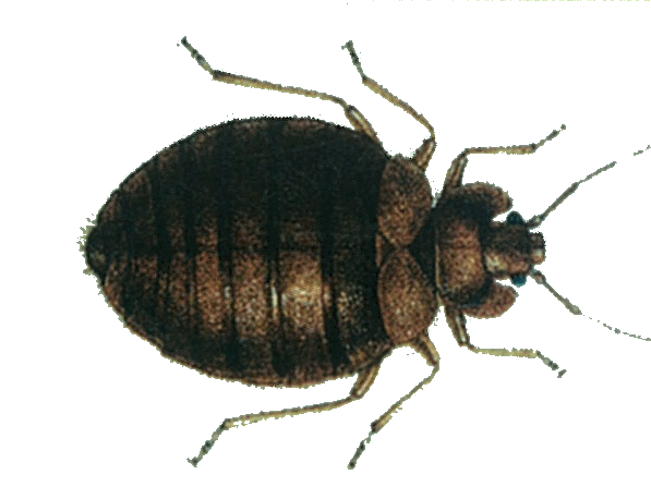 Dedetização de percevejo no Alto de Pinheiros Dedetização de percevejo no Alto de Pinheiros