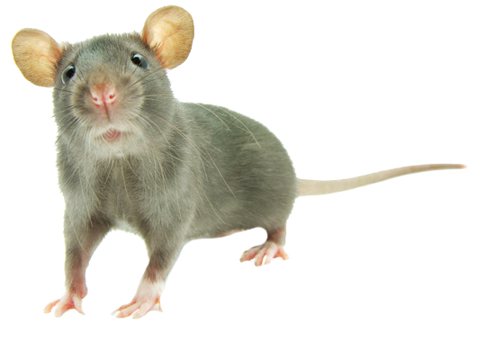 Dedetização de ratos no Ibirapuera